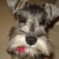 Mi chiqui al cual le gusta morder y deshacer las servilletas